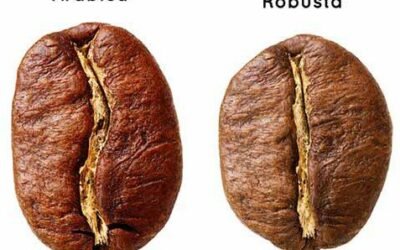 6 Tips for choosing the Best Coffee beans